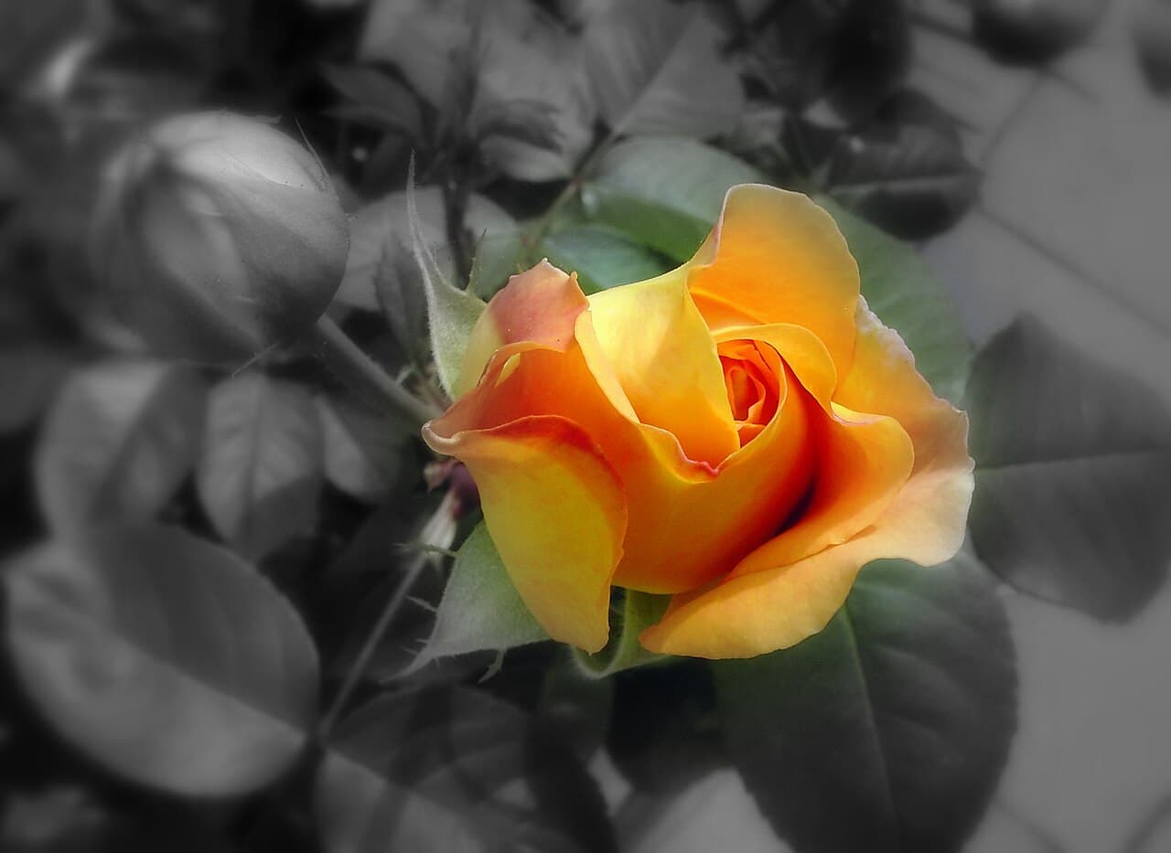 Bowl of creamy savory oatmeal with melted cheddar, topped with a fried egg and crispy bacon crumbles